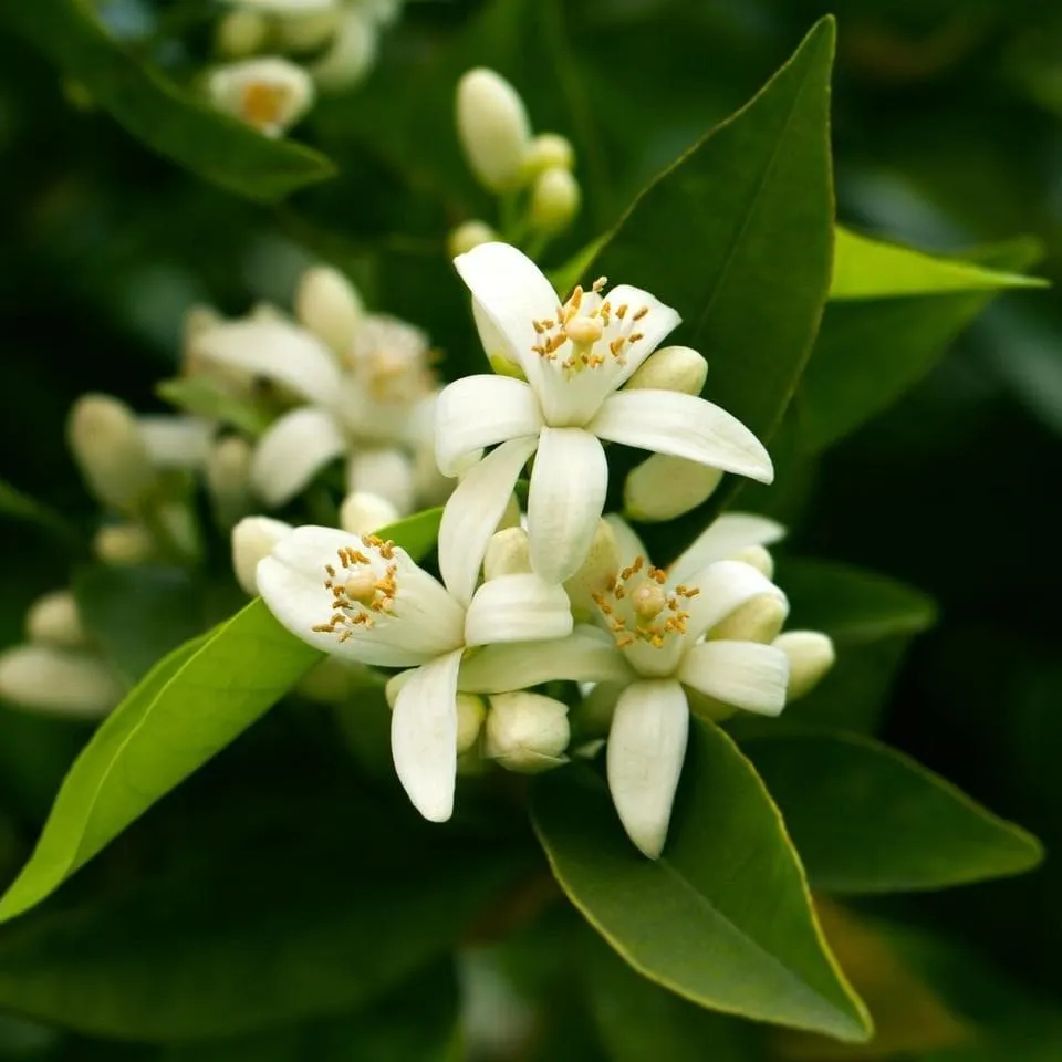 Formosa Jasmine